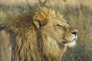 lion fier comme un lion